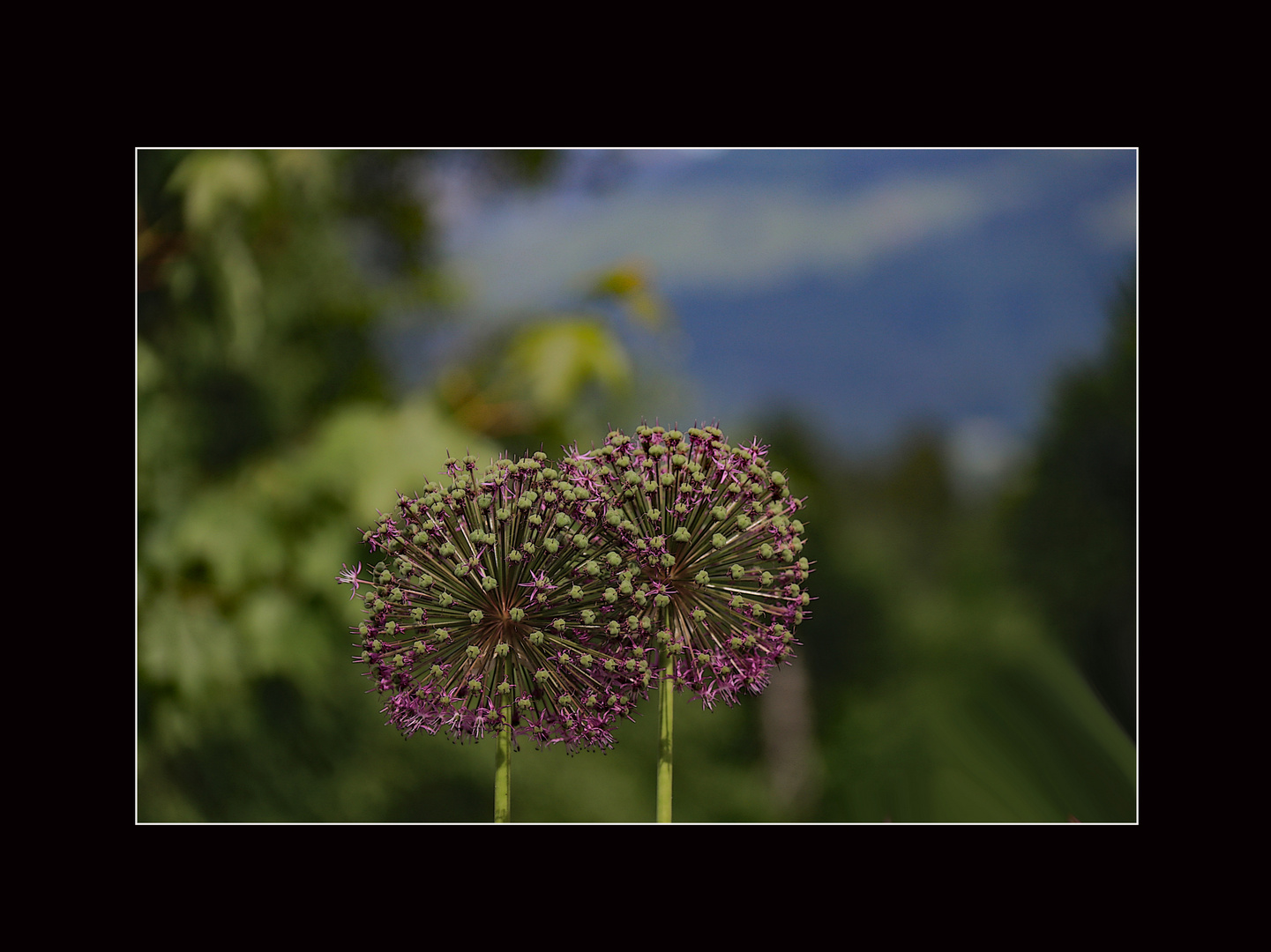 Aus Nachbars Garten