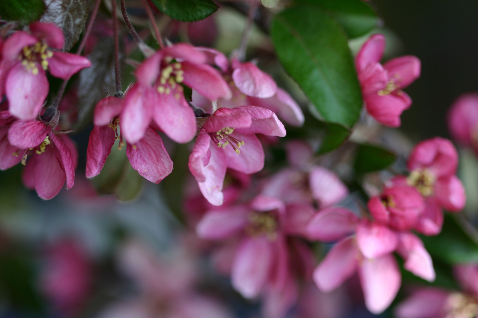 Aus Nachbars Garten. Foto & Bild jahreszeiten, frühling