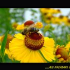 ....AUS NACHBARS GARTEN