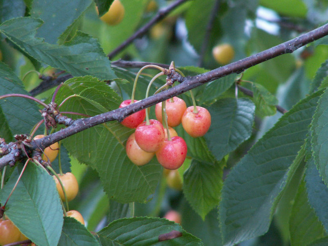 aus Nachbars Garten