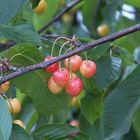 aus Nachbars Garten