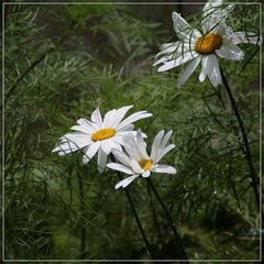 aus nachbars garten