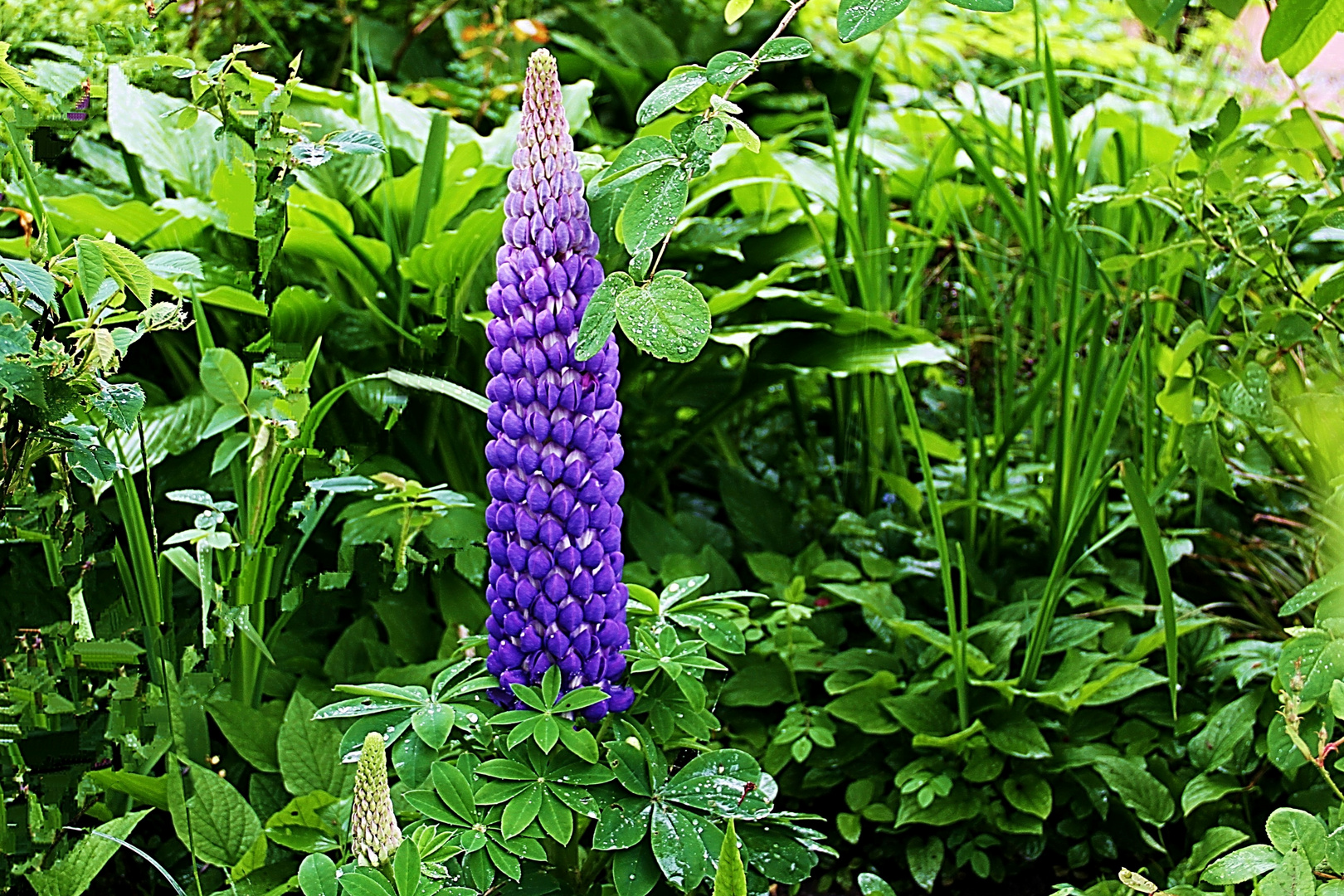 Aus Nachbars Garten ... Foto 1