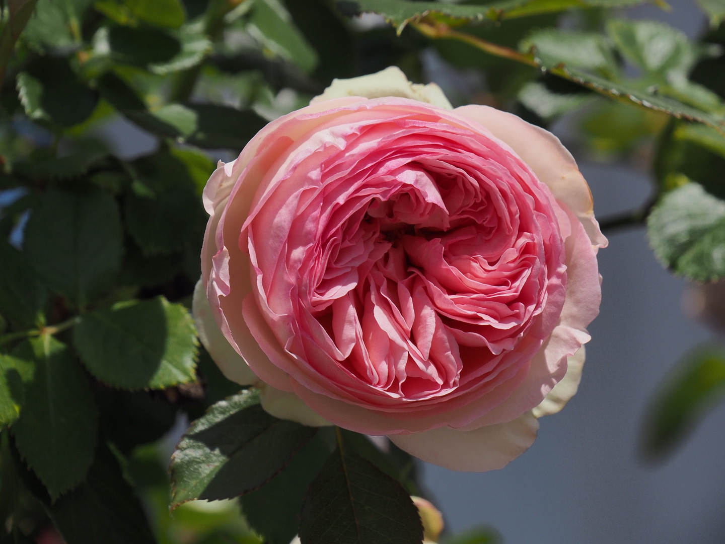 ~  aus Nachsbars Garten ~