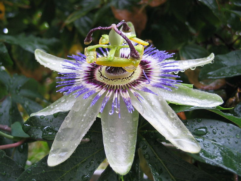 Aus Passiflora wird Nassiflora