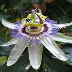 Aus Passiflora wird Nassiflora