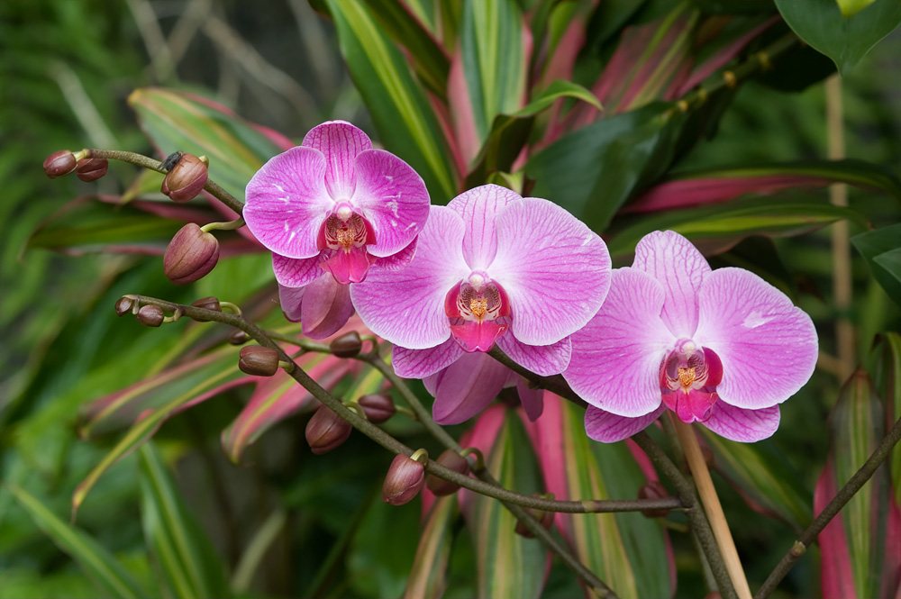 Aus Pregetter´s Orchideengarten in Funchal