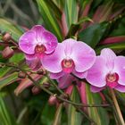 Aus Pregetter´s Orchideengarten in Funchal