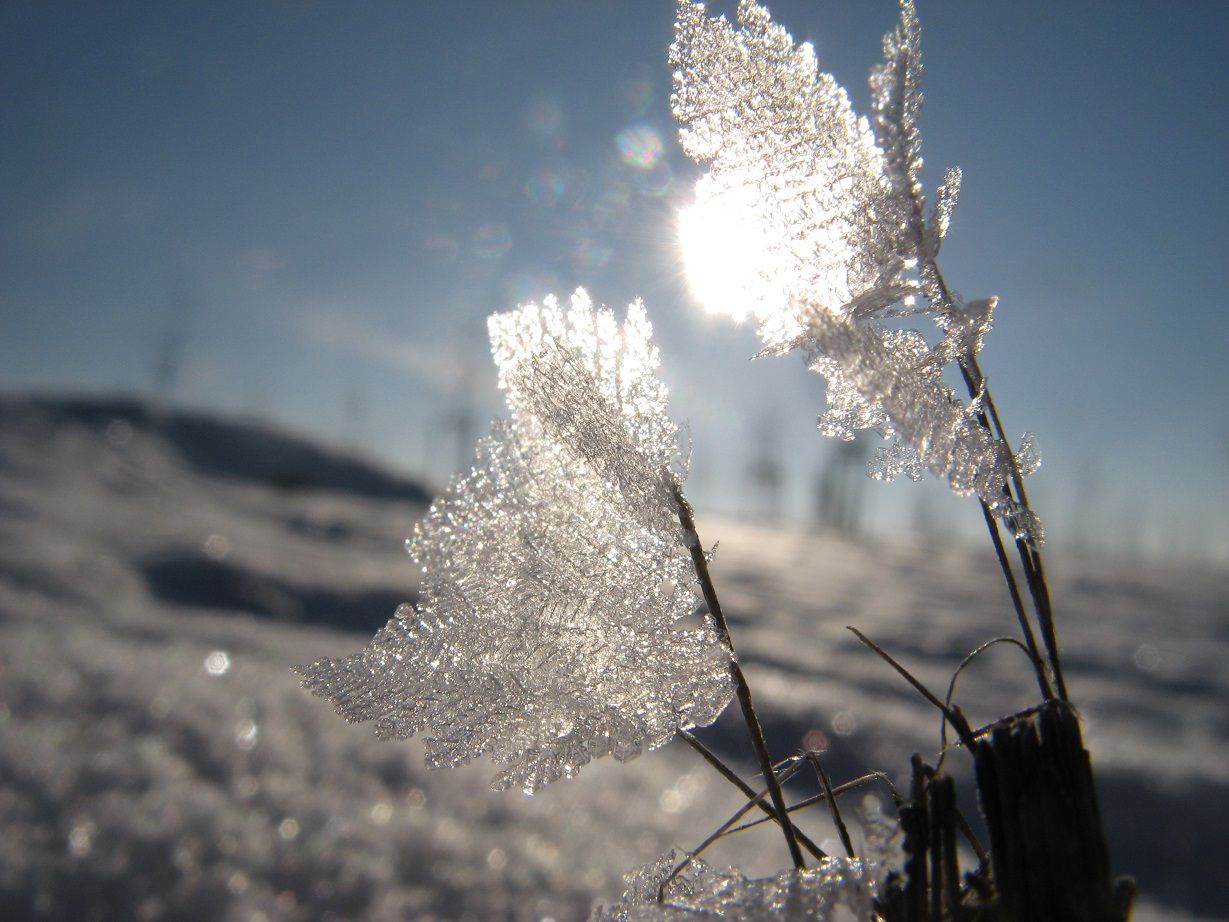 Aus Schnee wird eine Schönheit