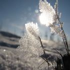 Aus Schnee wird eine Schönheit