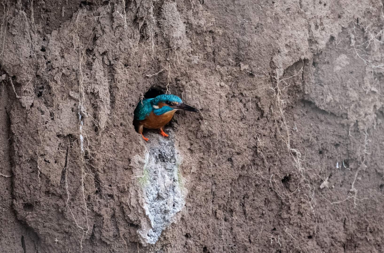 Aus seiner Bruthöhle   . . . . .