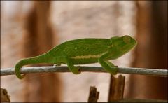 Aus Senegal