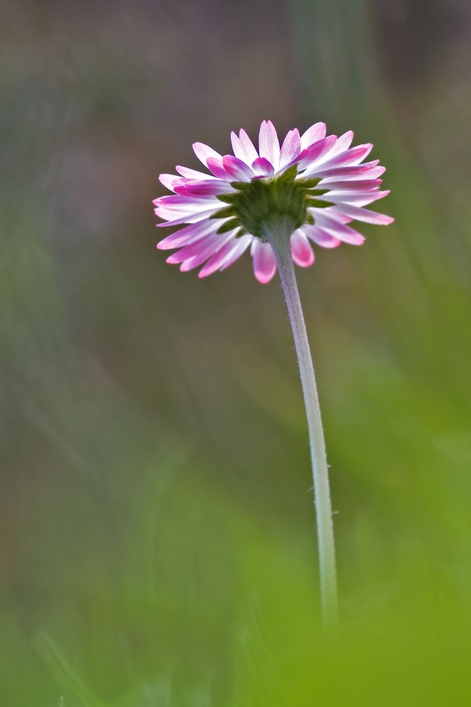 Aus Sicht der Insekten