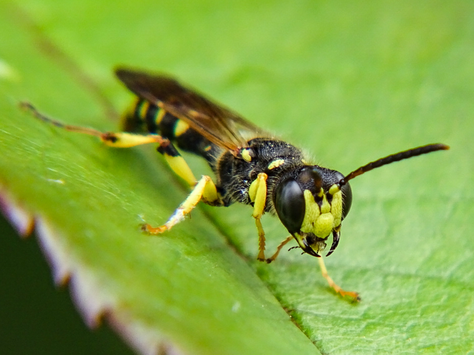 Aus Sicht der kleinen Tiere