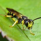 Aus Sicht der kleinen Tiere