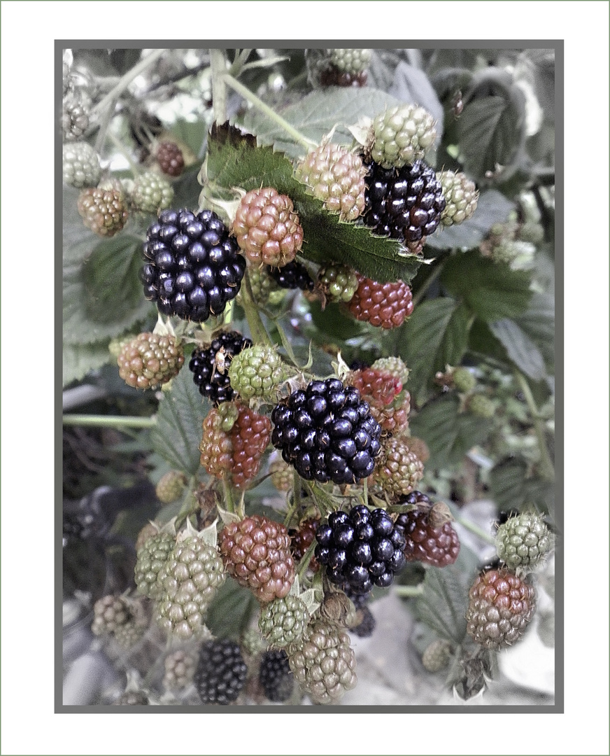 Aus  Sommer  Garten 