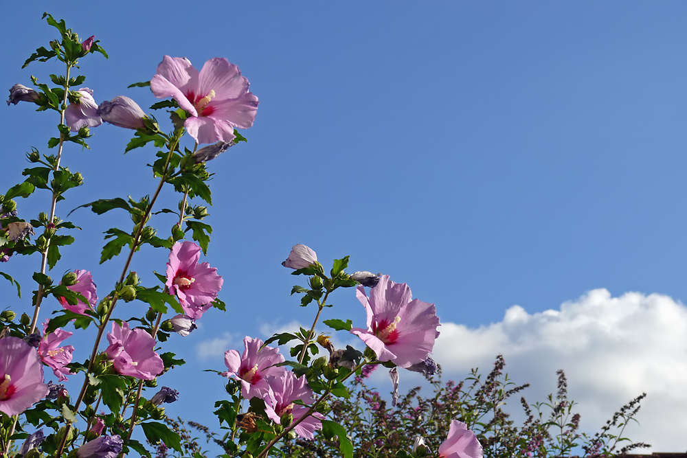 Aus Sommertagen