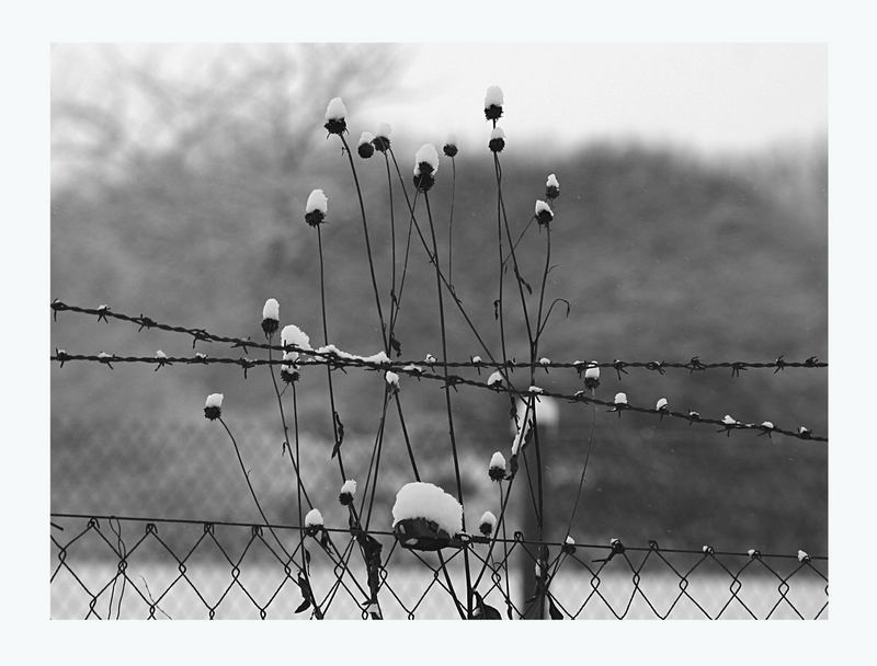 Aus Sonnenblumen wurden Schneeblumen ...