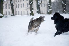 Aus Spiel wird manchmal auch ernst....