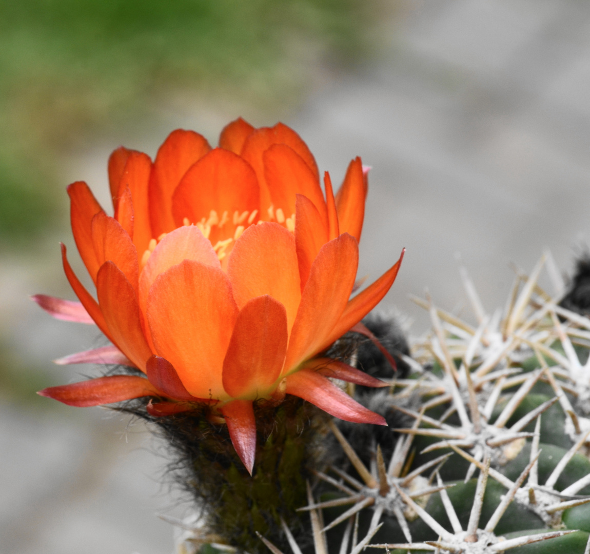 Aus Stacheln geboren