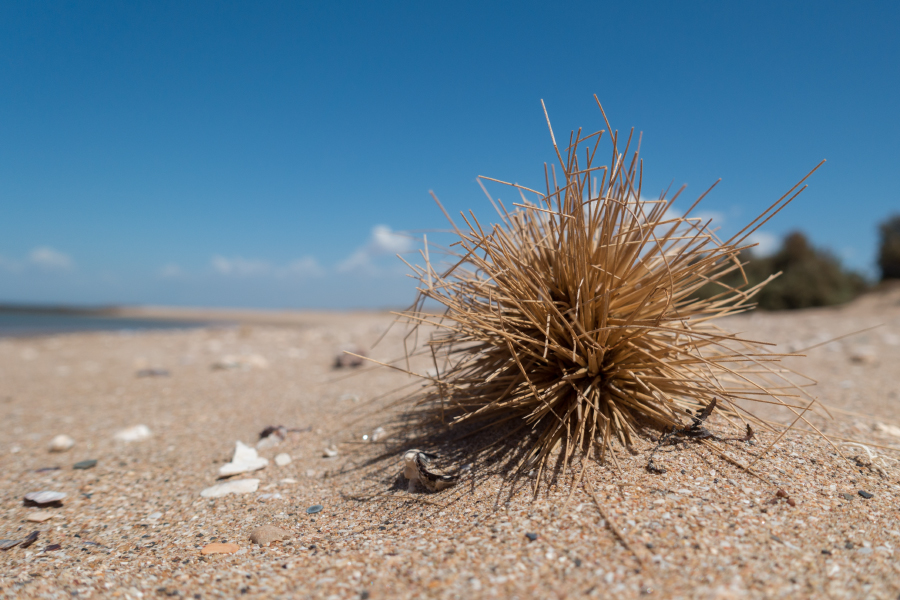 AUS Strandgut