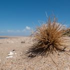 AUS Strandgut