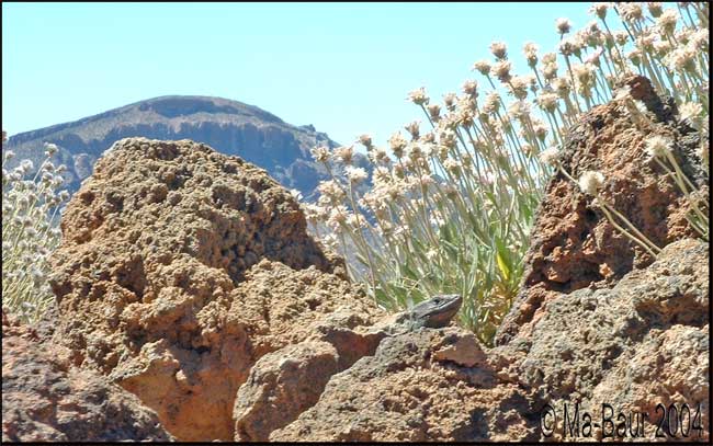 aus Teneriffa zurück