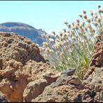 aus Teneriffa zurück