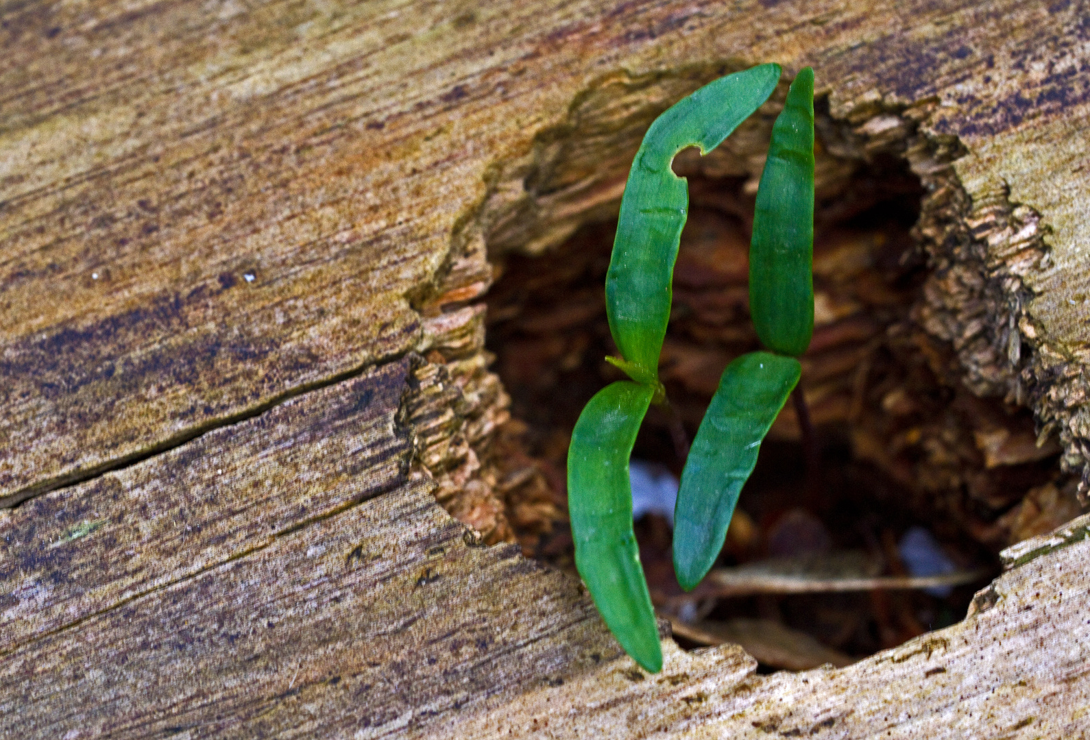 Aus totem Holz