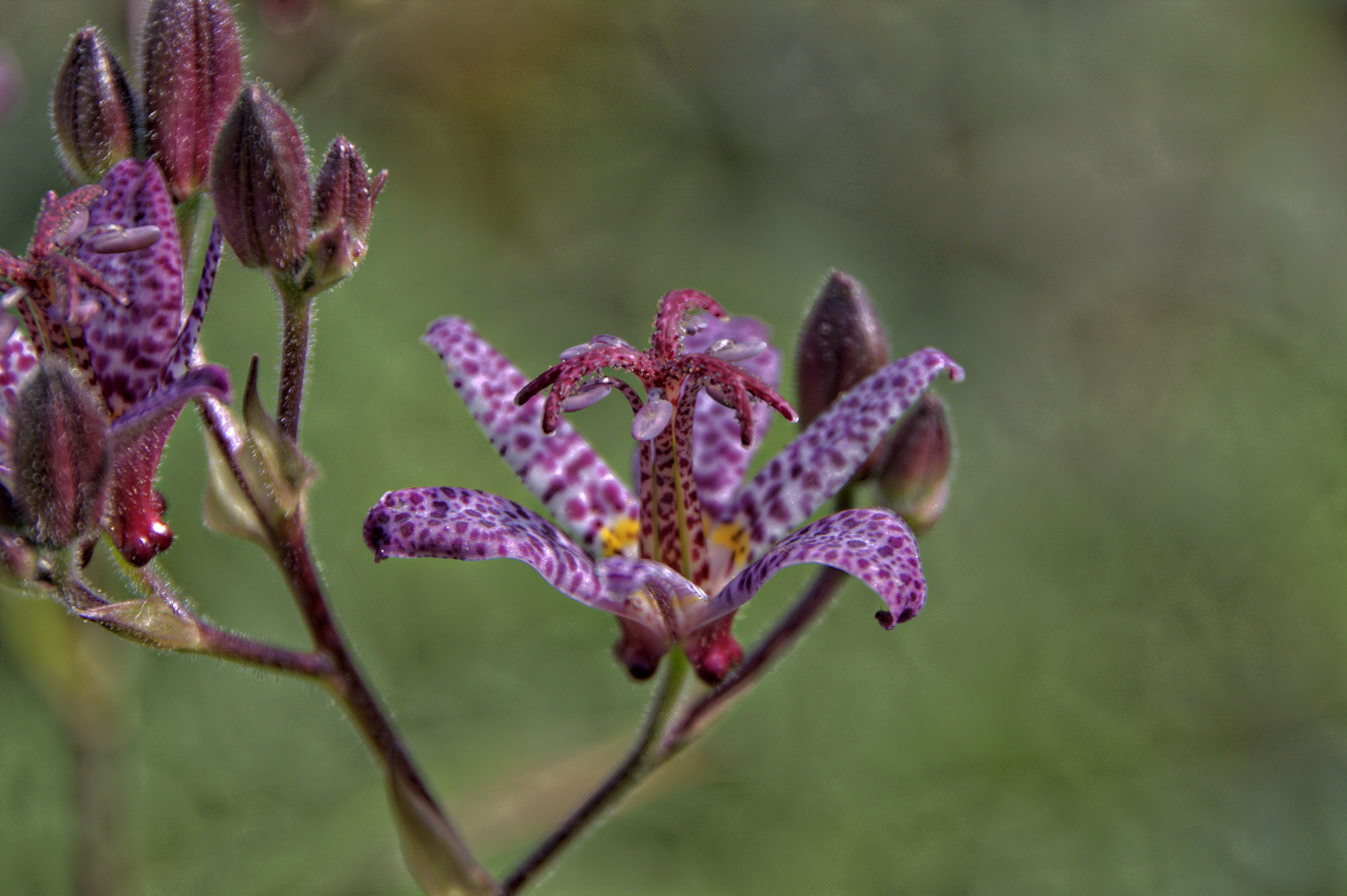 Aus unserem Garten