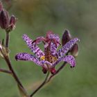 Aus unserem Garten