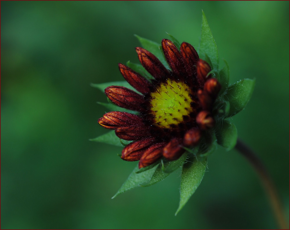 aus unserem Garten