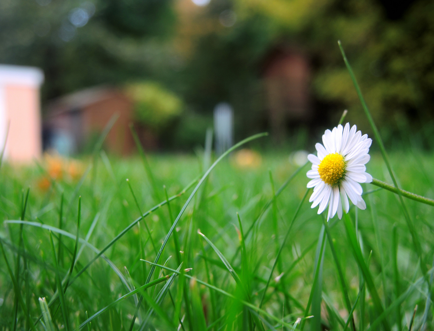 aus unserem Garten