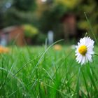 aus unserem Garten