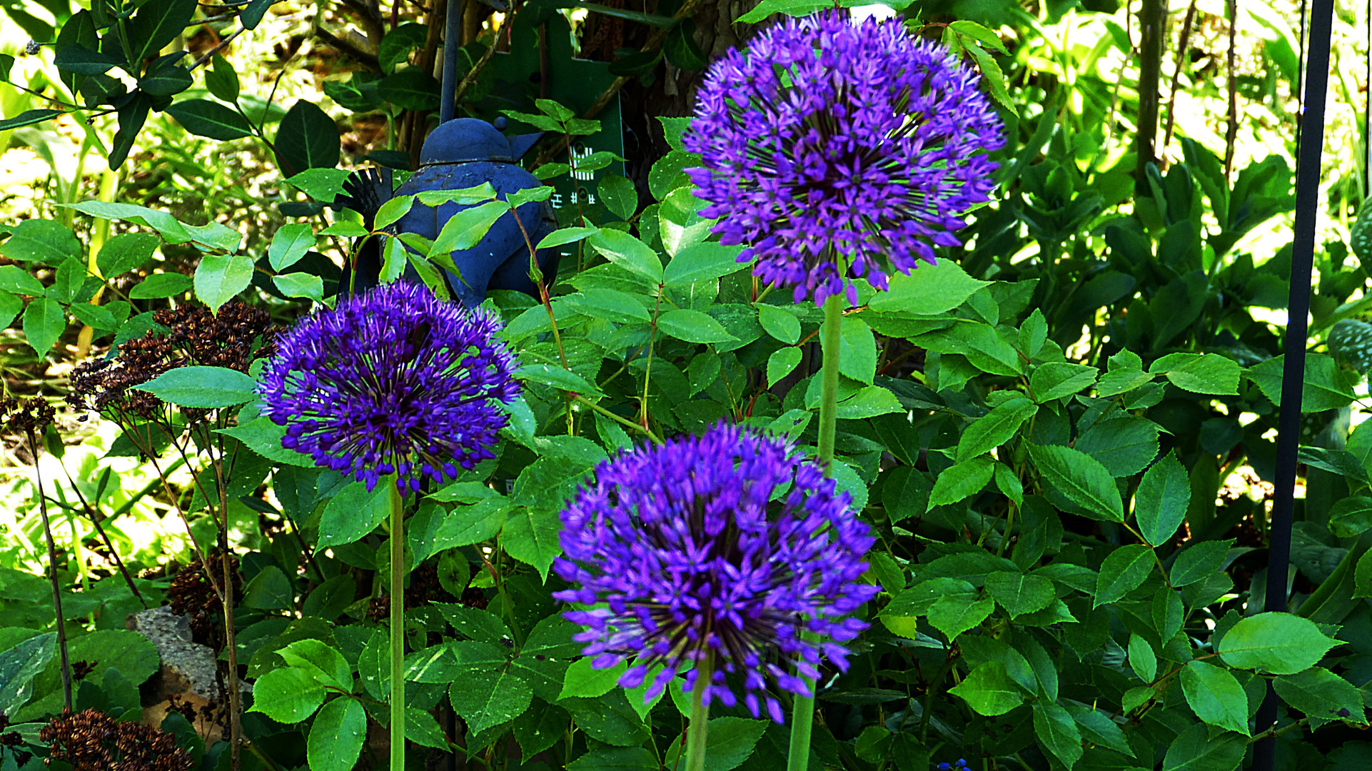 aus unseren Garten