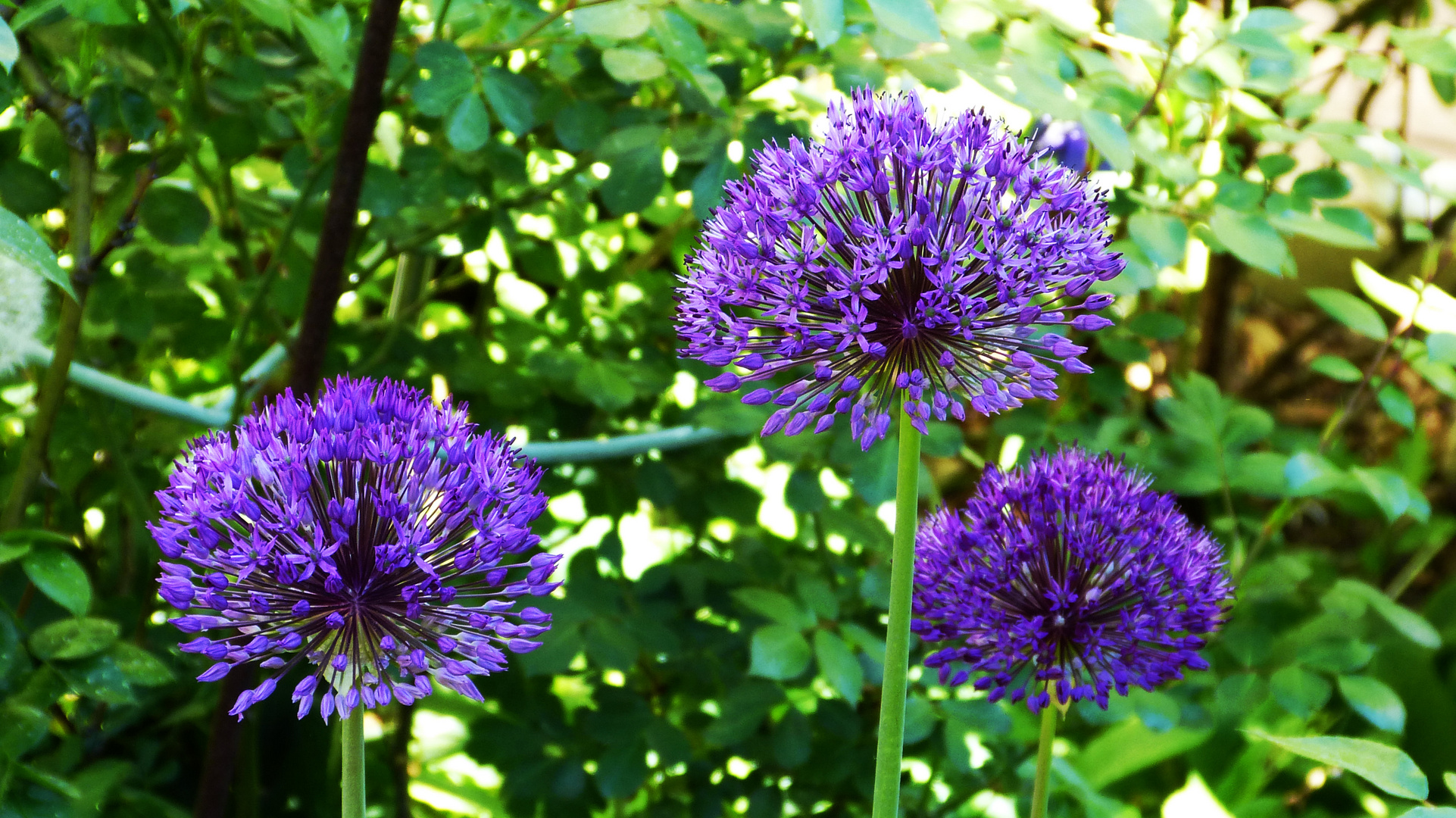 aus unseren Garten