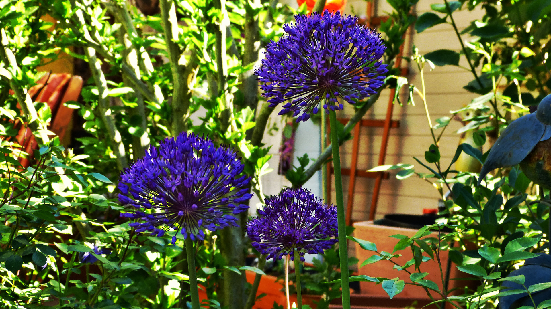 aus unseren Garten Foto & Bild pflanzen, pilze & flechten, blüten