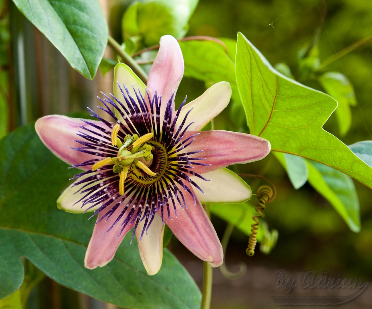 Aus Vaters Garten