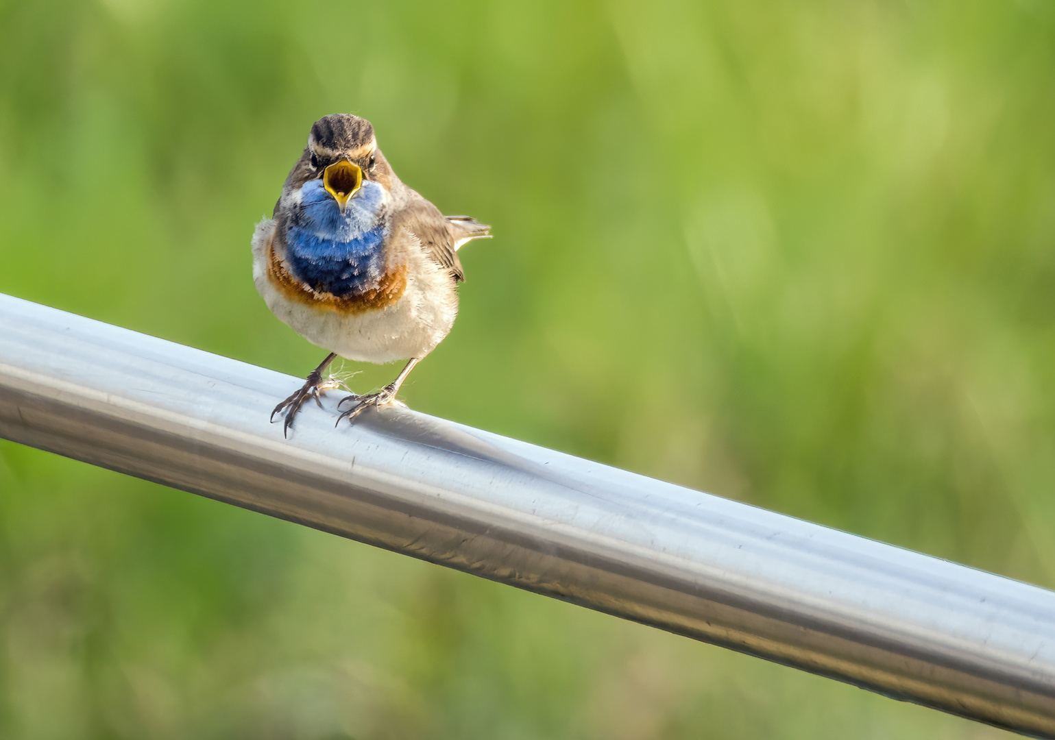 "Aus voller 'blauer' Brust"