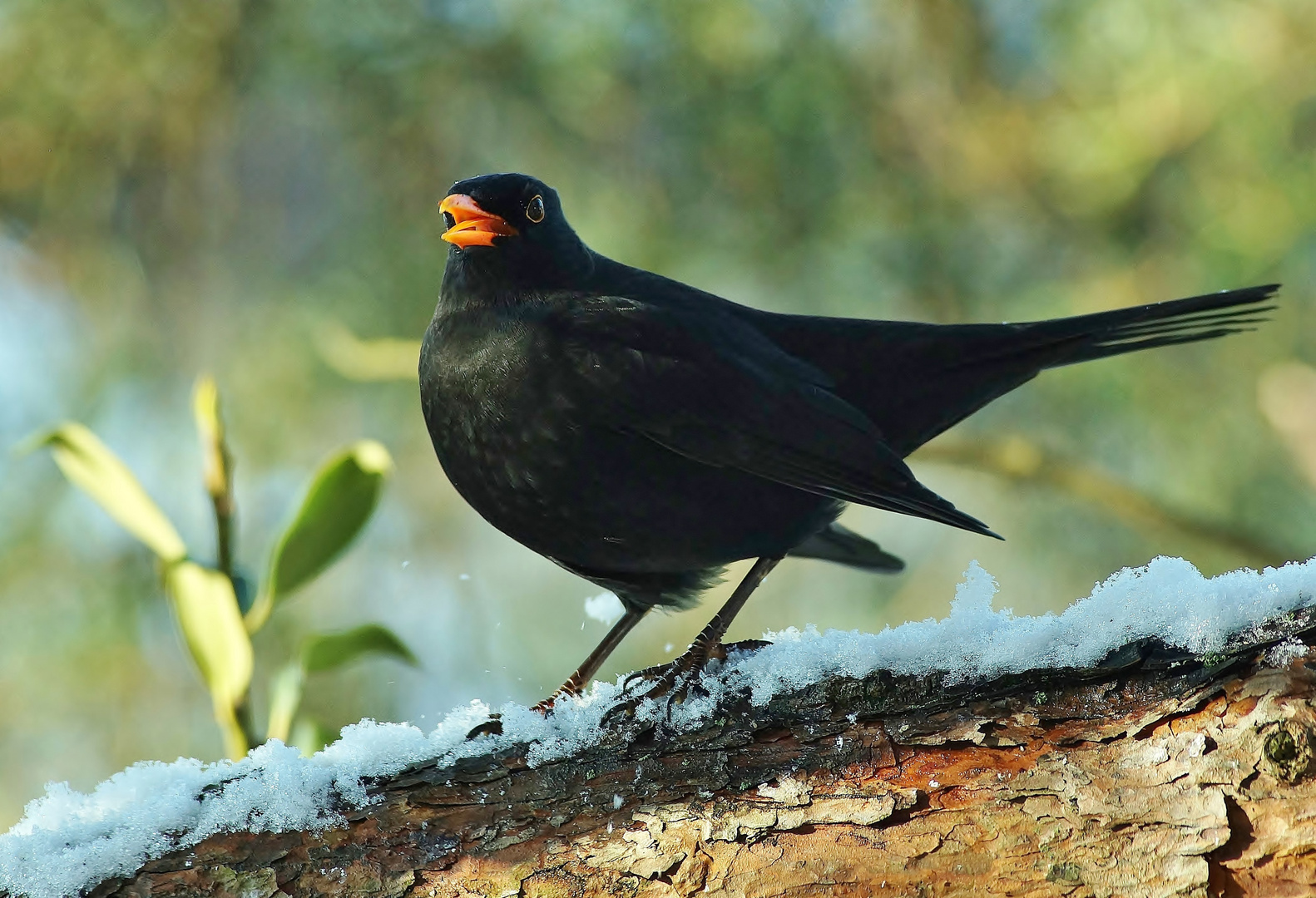 Aus voller Kehle ! Foto & Bild naturkreativ, natur Bilder auf