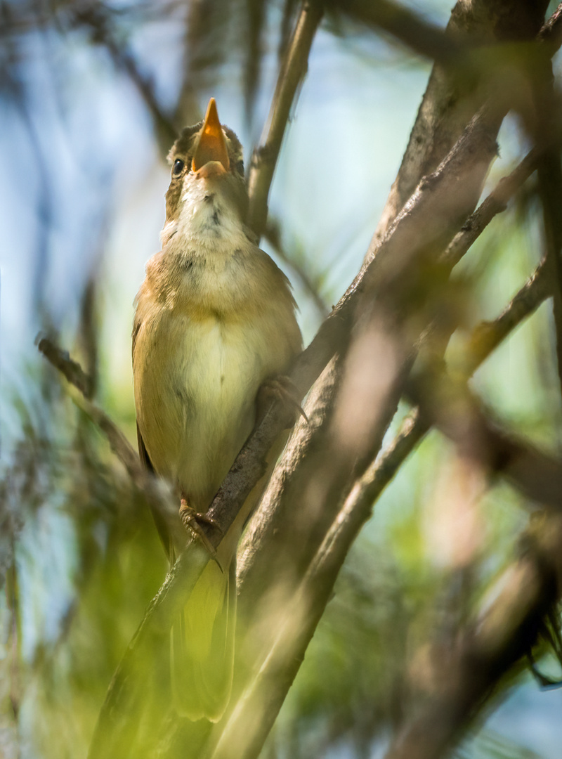 "AUS VOLLER VOGELBRUST"