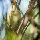 "AUS VOLLER VOGELBRUST"