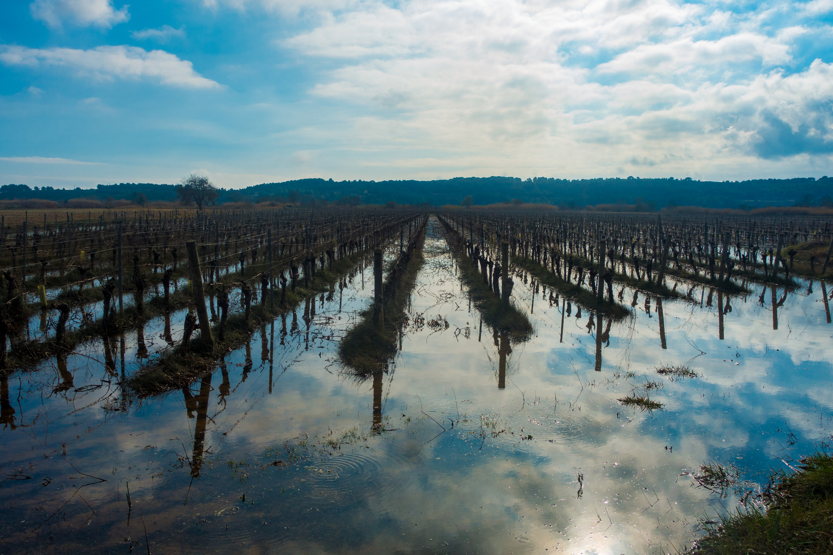 Aus Wasser wird Wein werden 