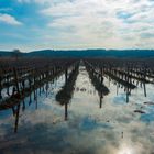 Aus Wasser wird Wein werden 