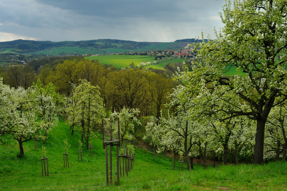 Ausbkick an der Burgstädteler Linde