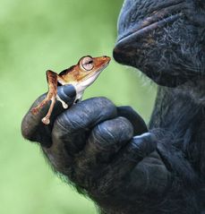 Ausblenden der verdeckten Froschteile durch eine Ebenenmaske