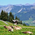 Ausblick 1 von der Mittelstation der Golmer Bahn (Gasthaus Matschwitz)…