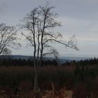 Ausblick auf den Friedwald/Reinhardswald