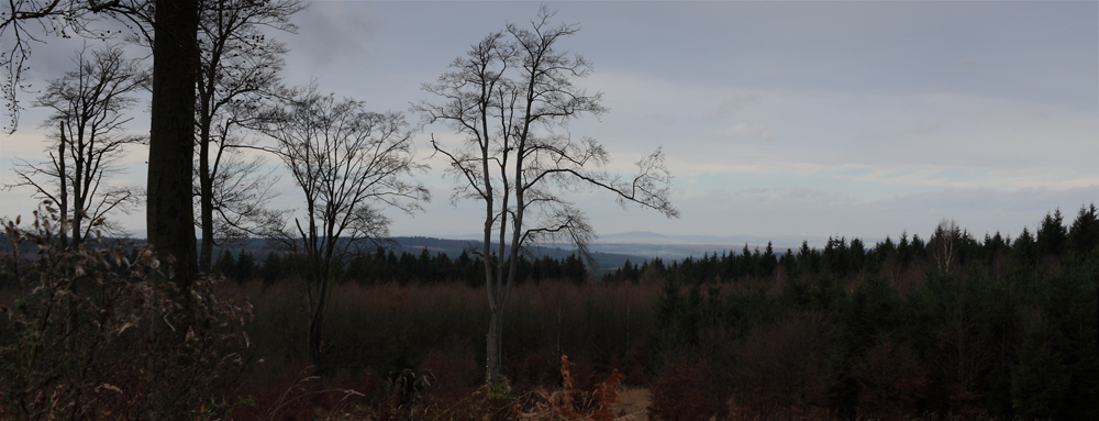 Ausblick auf den Friedwald/Reinhardswald