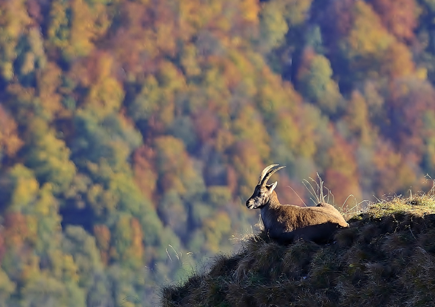 Ausblick auf die Herbstfarben...